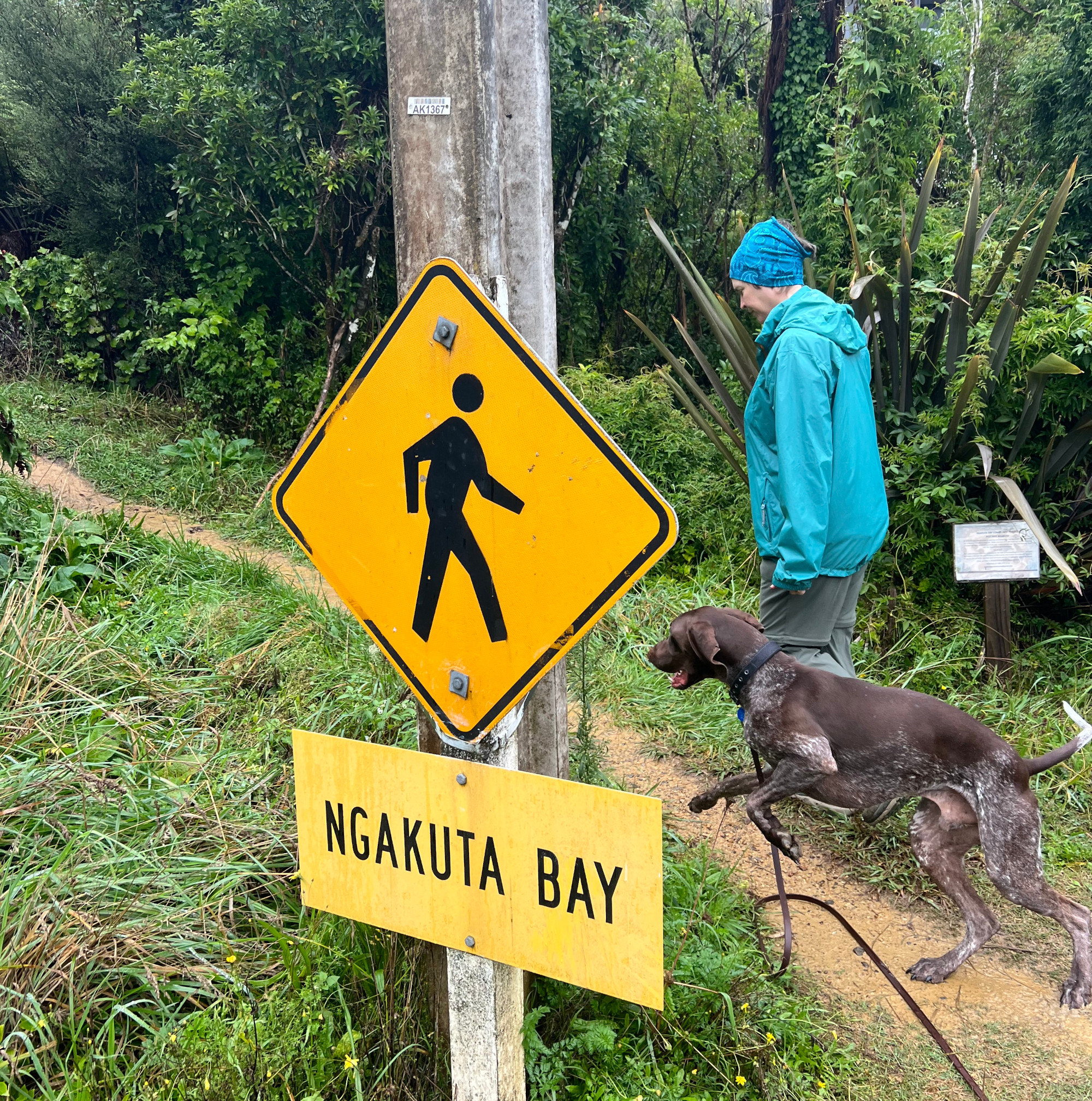 Pier at Ngākuta Bay