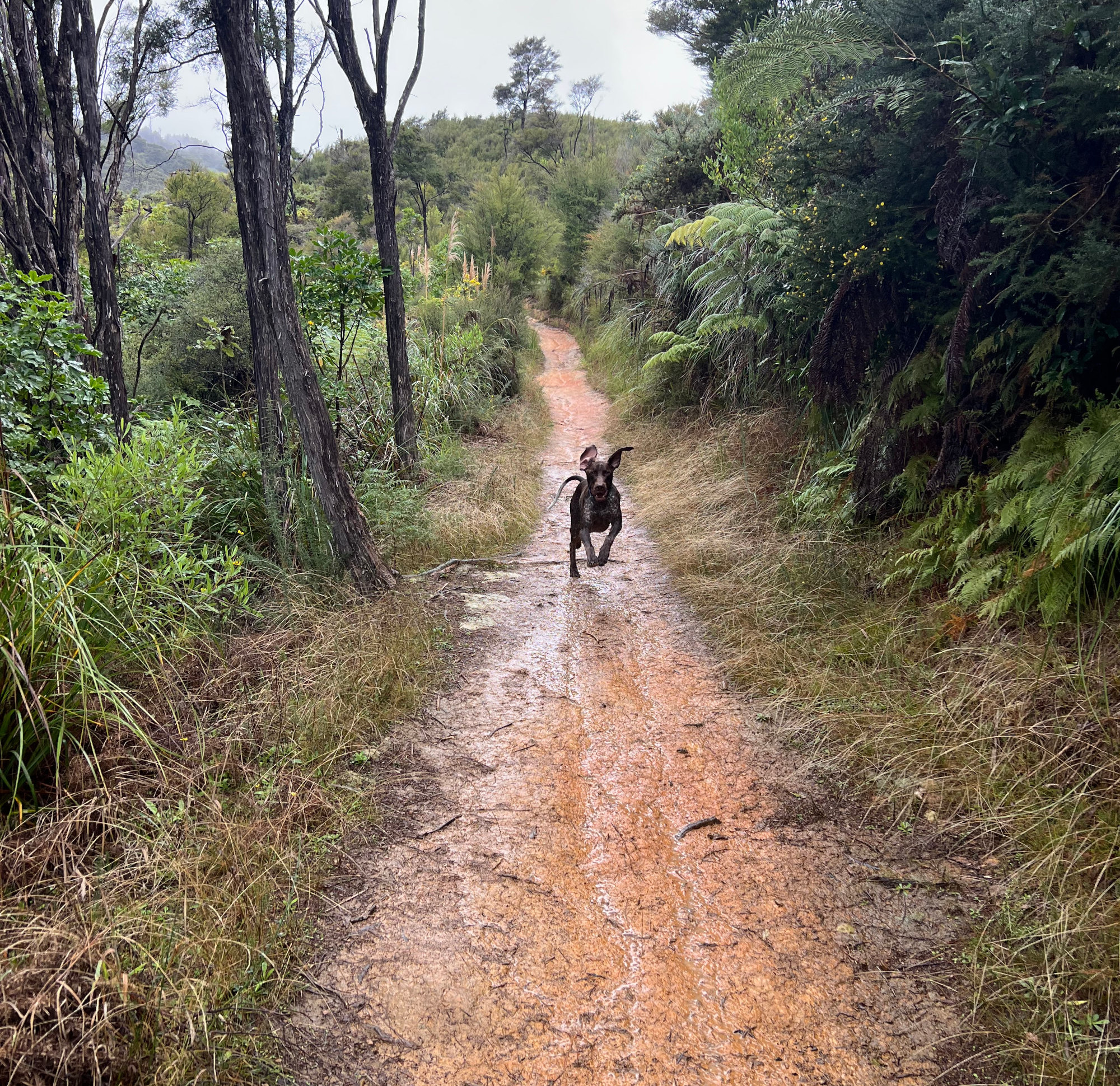 Flax at Ngākuta Bay