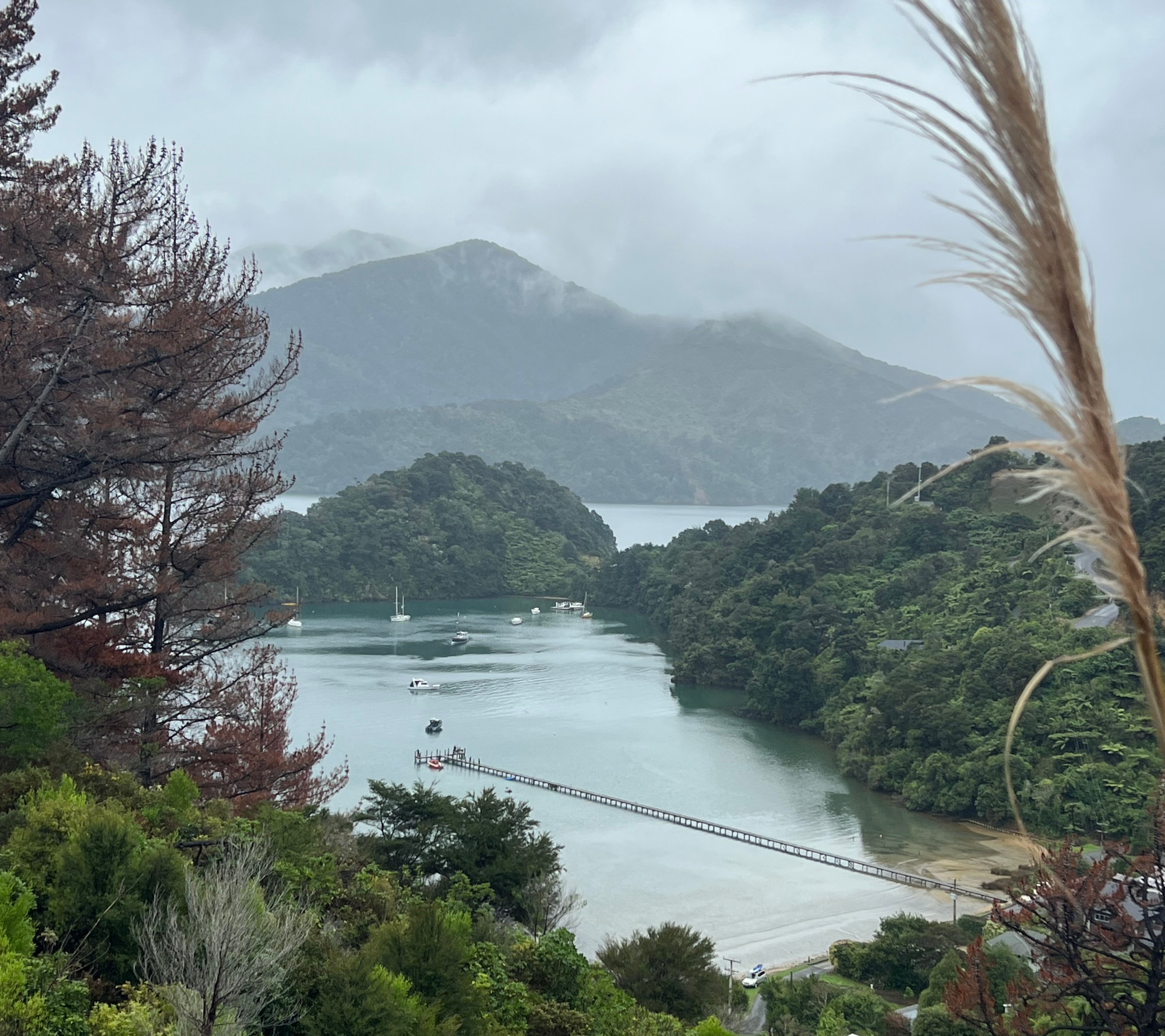 Flax at Ngākuta Bay