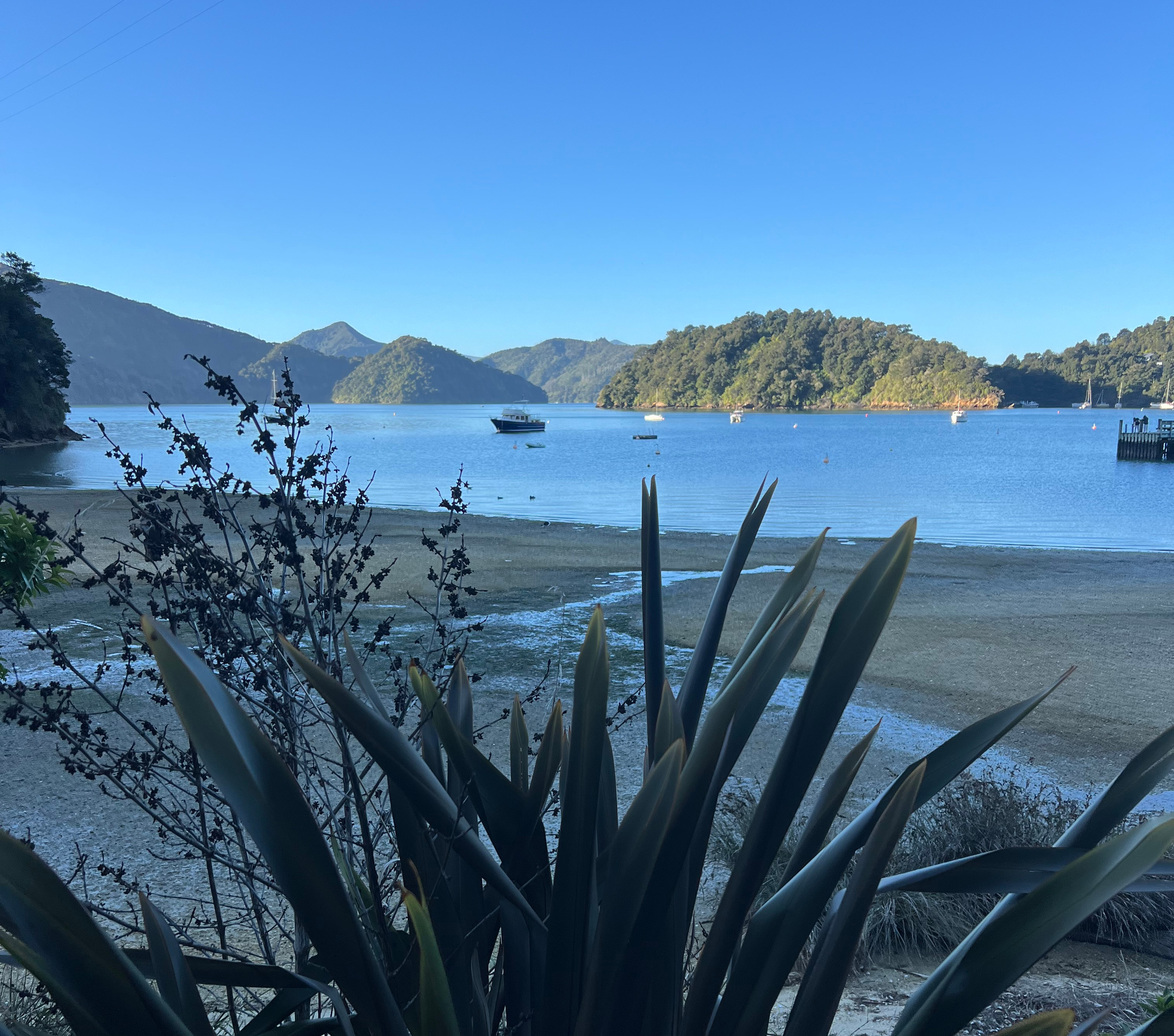 Flax at Ngākuta Bay
