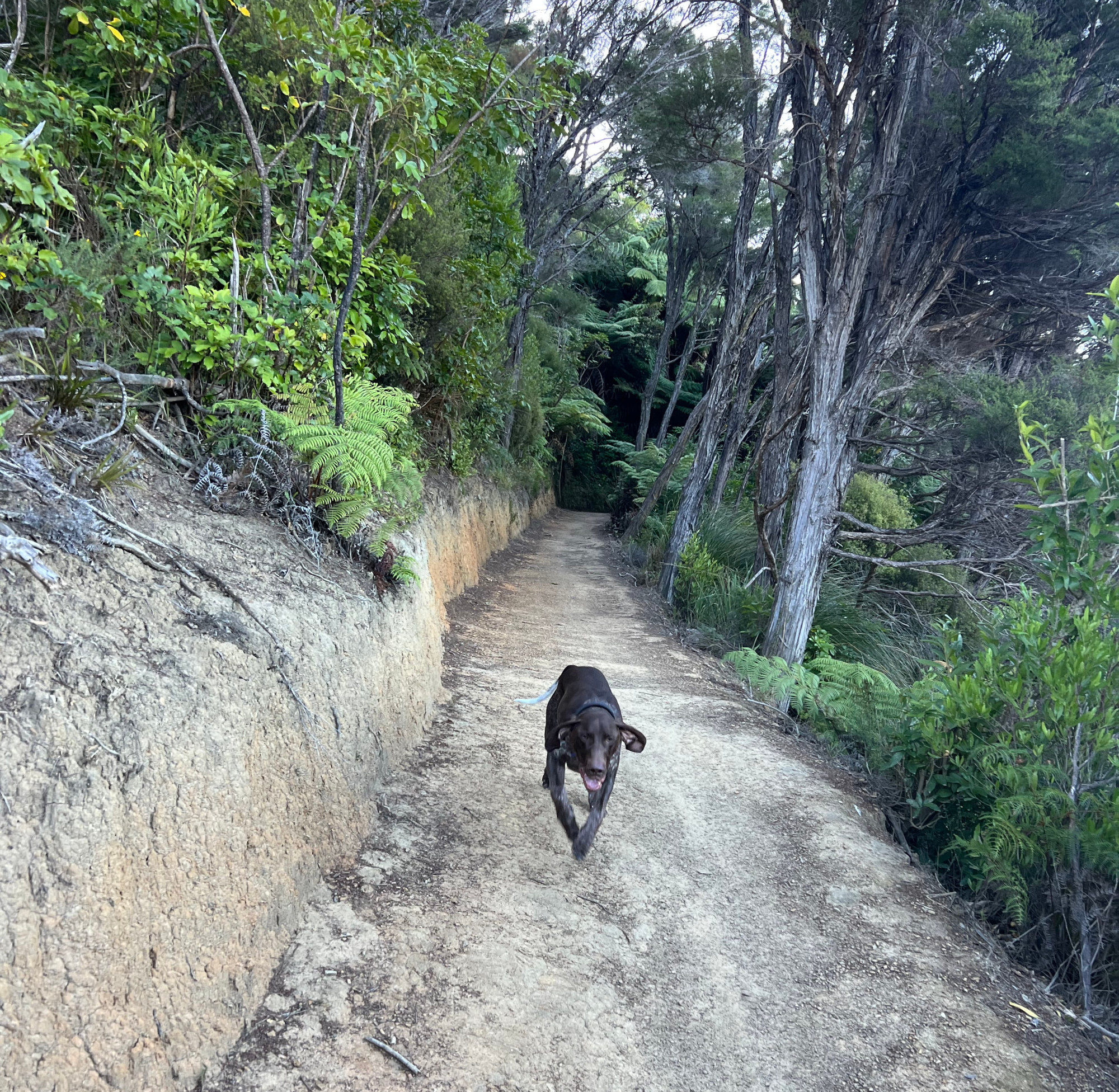 Nietzsche at Ngākuta Bay
